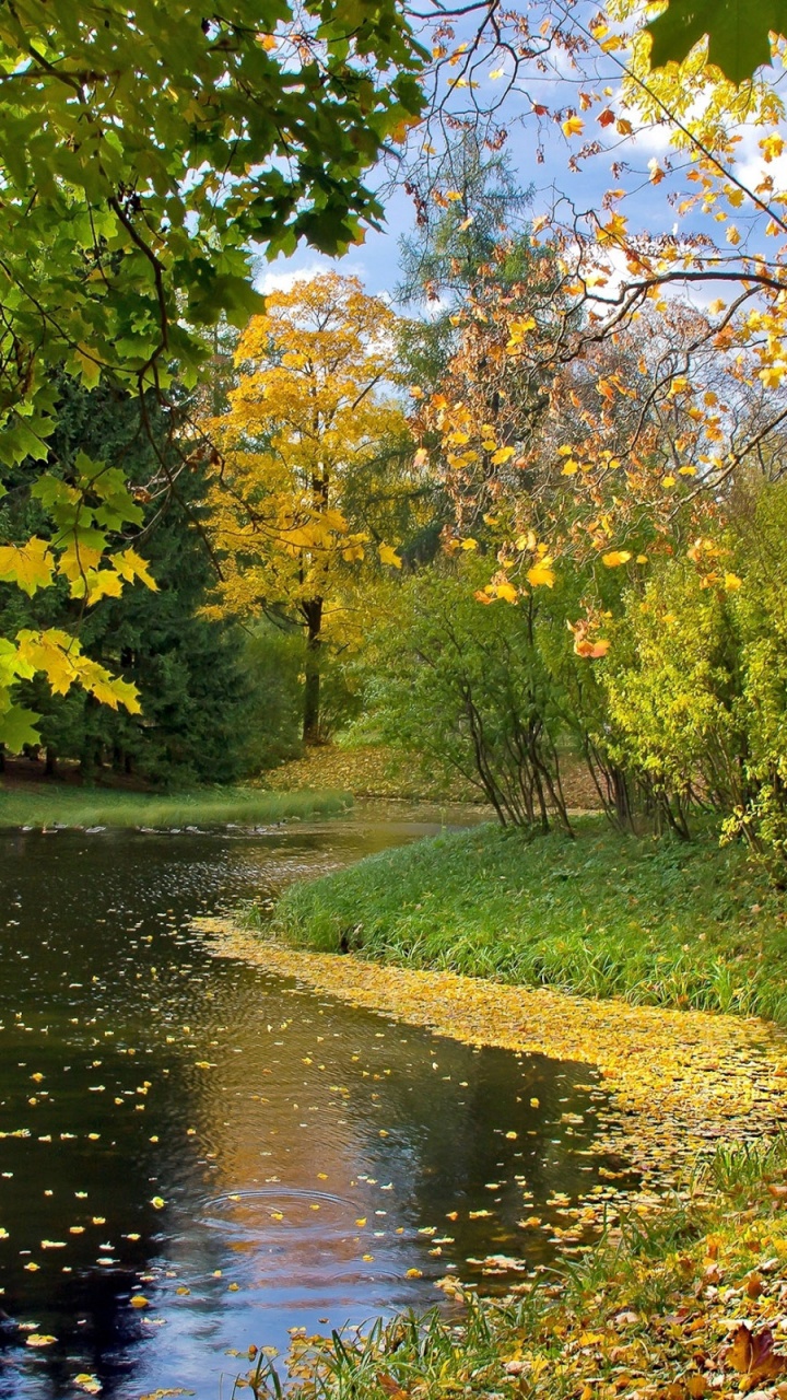 Tagsüber Grüne Bäume am Fluss. Wallpaper in 720x1280 Resolution