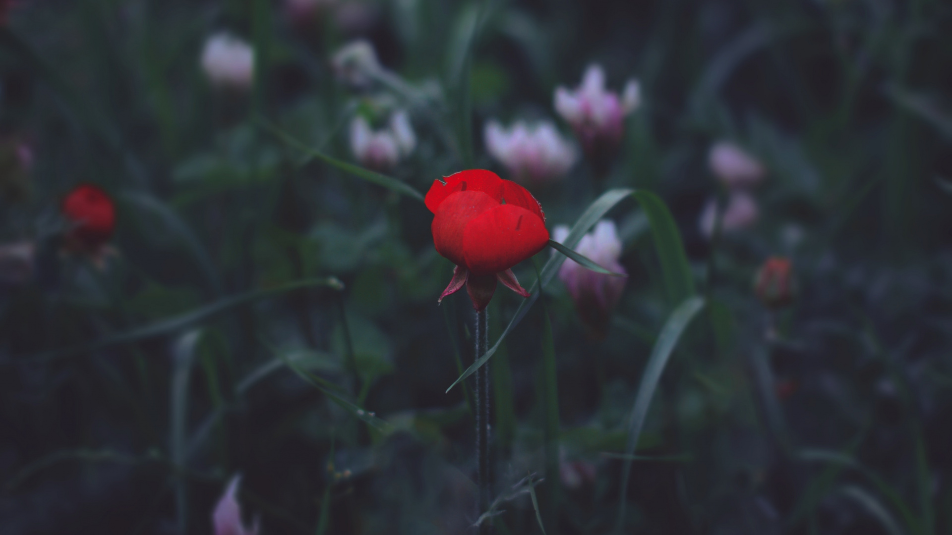 Rote Blume in Tilt-Shift-Linse. Wallpaper in 1920x1080 Resolution