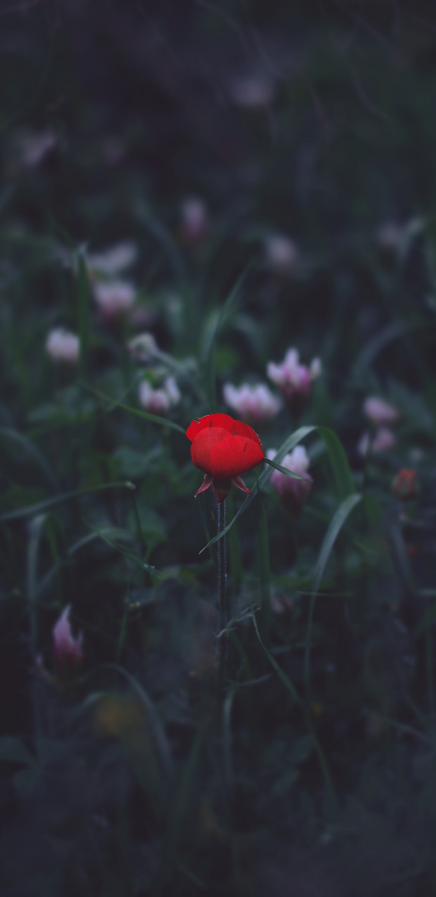 Flor Roja en Lente de Cambio de Inclinación. Wallpaper in 1440x2960 Resolution
