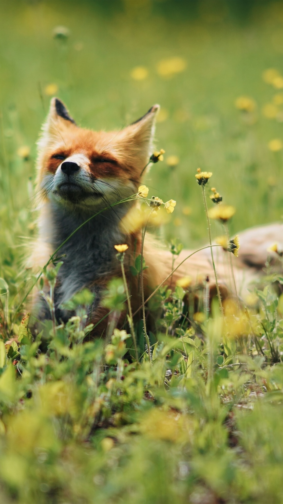 Brauner Und Weißer Fuchs, Der Tagsüber Auf Der Grünen Wiese Liegt. Wallpaper in 1080x1920 Resolution