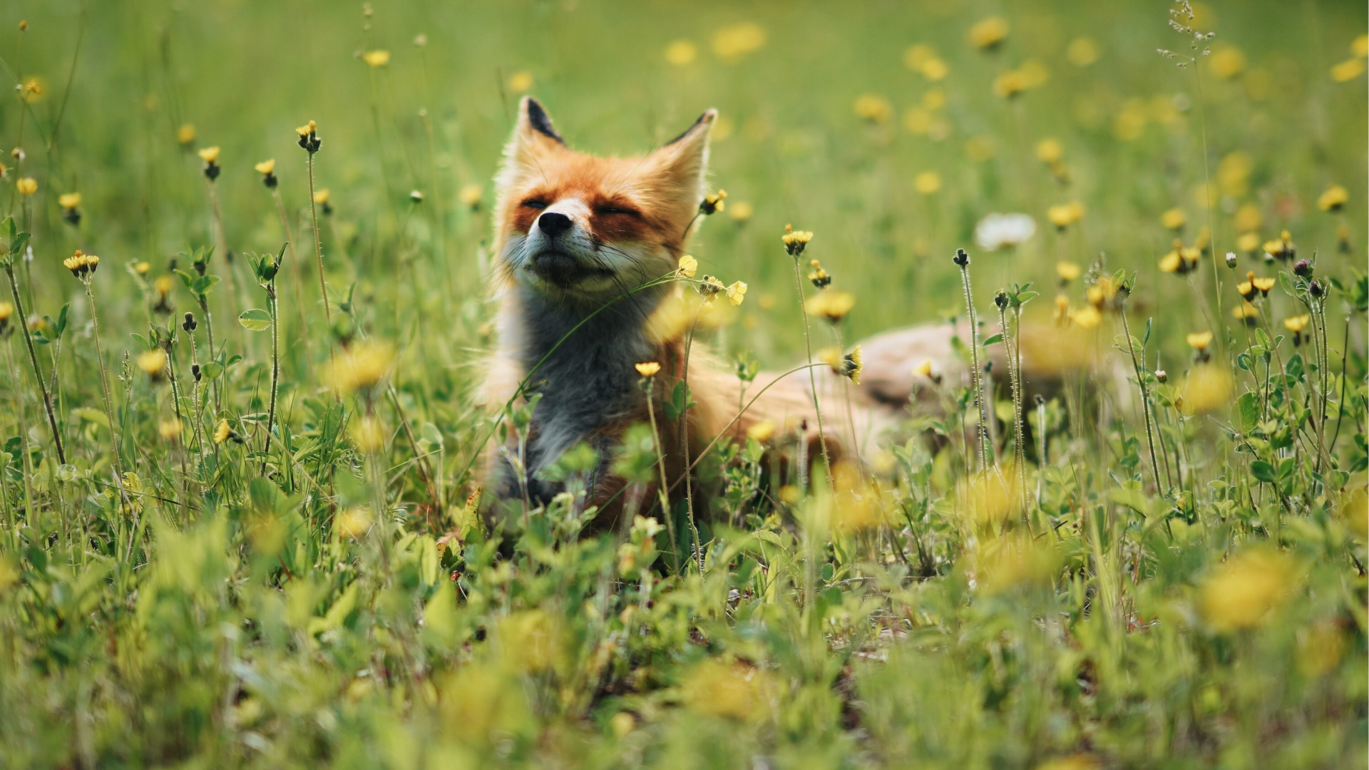 Brauner Und Weißer Fuchs, Der Tagsüber Auf Der Grünen Wiese Liegt. Wallpaper in 1920x1080 Resolution