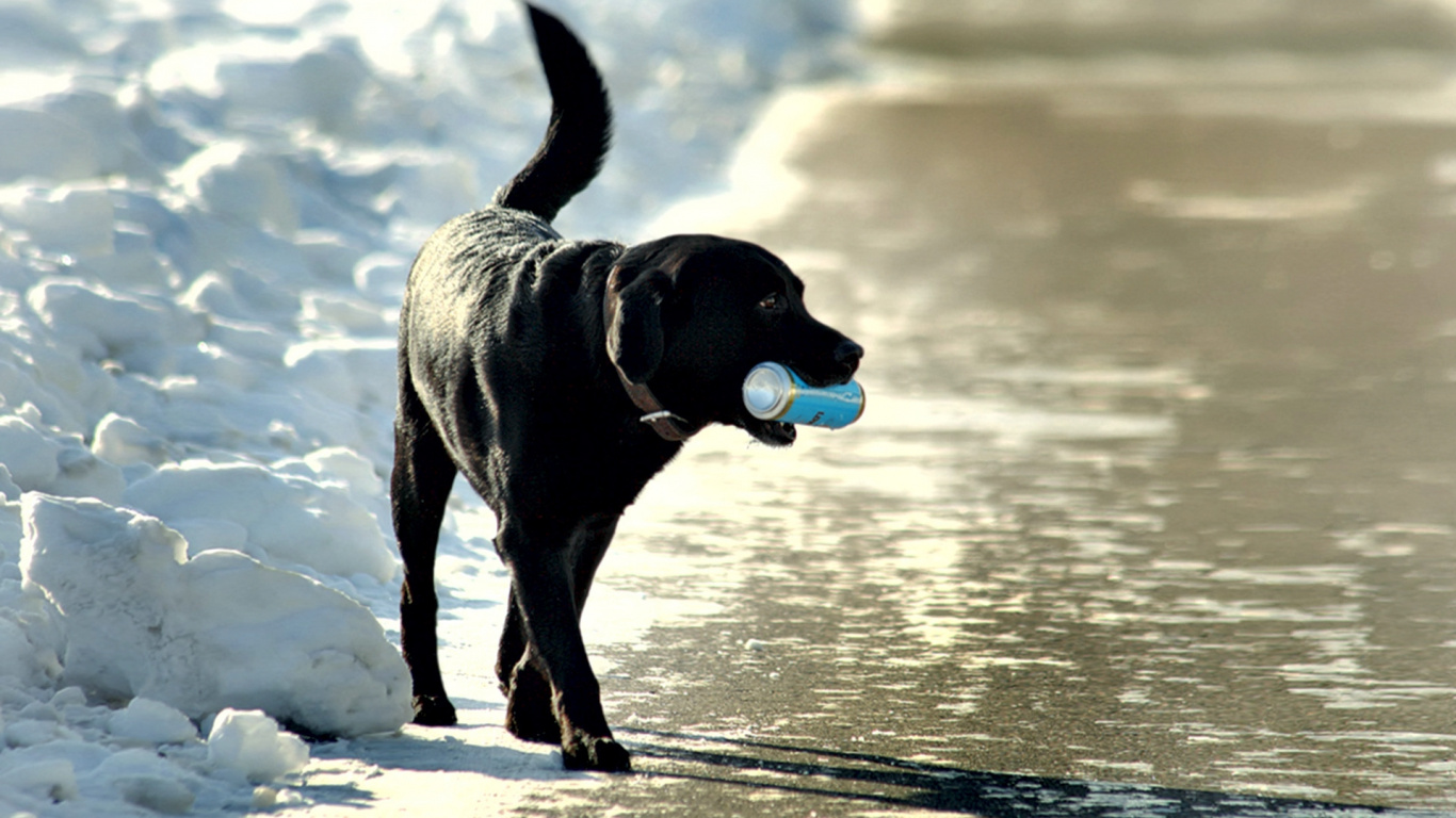 Black Labrador Retriever Mordre Jouet en Plastique Bleu Sur Sol Couvert de Neige Pendant la Journée. Wallpaper in 1366x768 Resolution