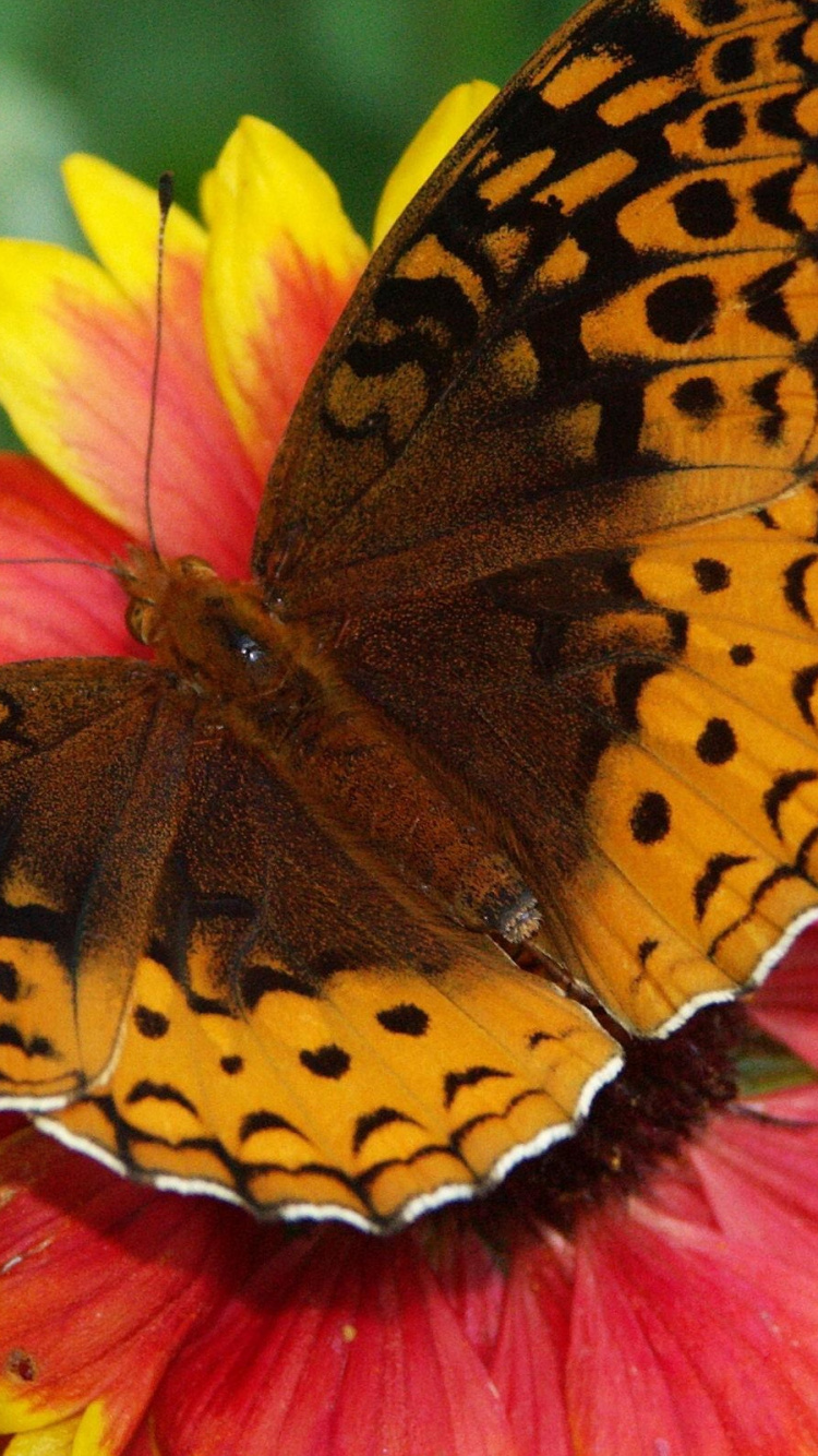 Brown and Black Butterfly on Red Flower. Wallpaper in 750x1334 Resolution