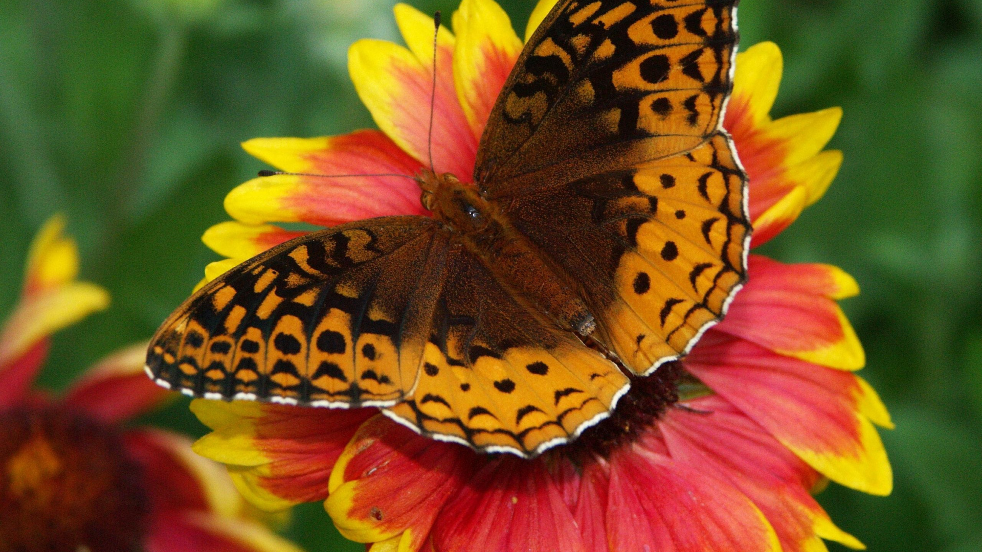Papillon Brun et Noir Sur Fleur Rouge. Wallpaper in 1920x1080 Resolution