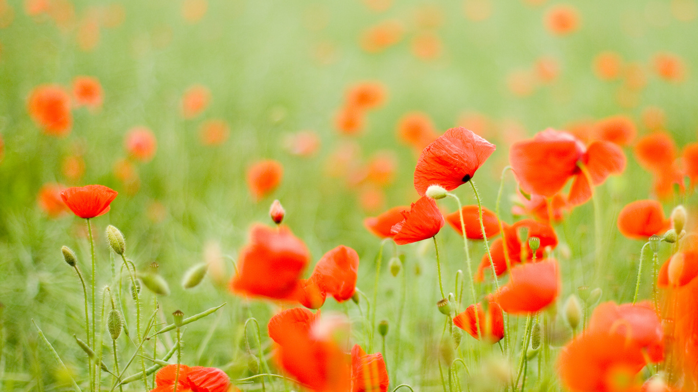 Red Flower Field During Daytime. Wallpaper in 1366x768 Resolution