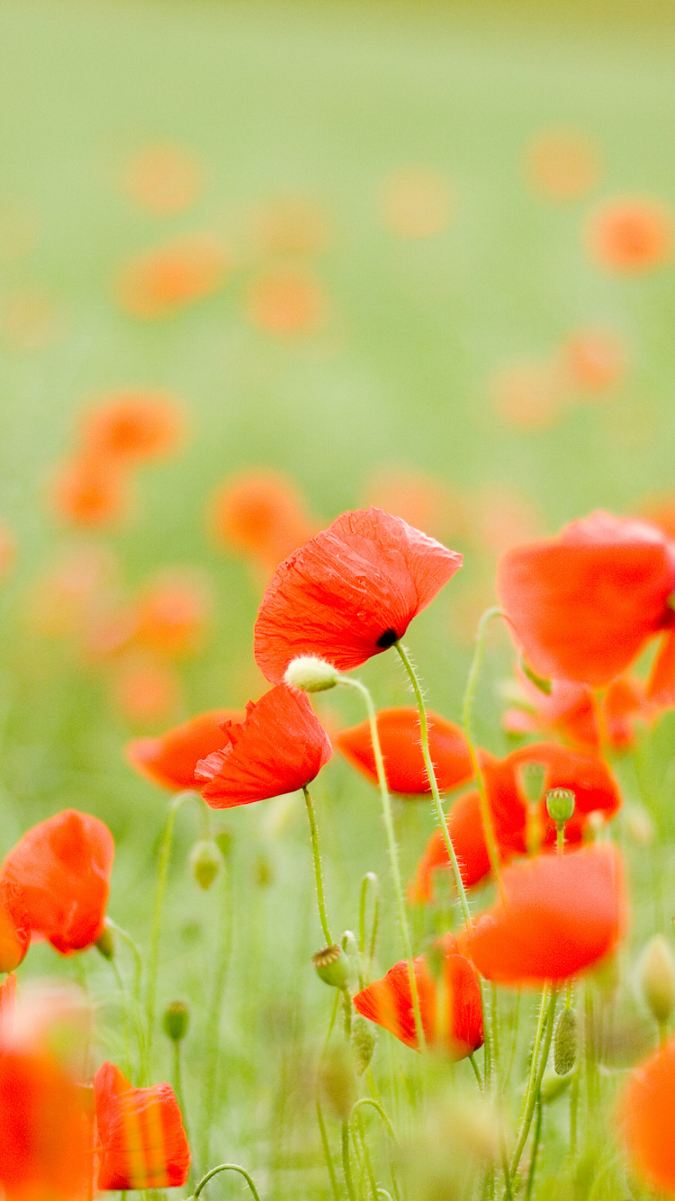 Red Flower Field During Daytime. Wallpaper in 750x1334 Resolution