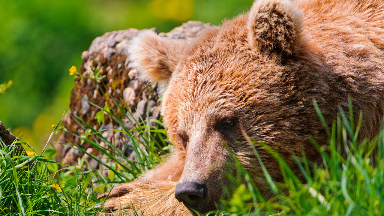 Brown Bear on Green Grass During Daytime. Wallpaper in 1280x720 Resolution