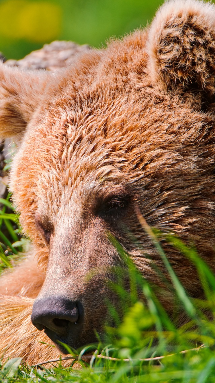Brown Bear on Green Grass During Daytime. Wallpaper in 720x1280 Resolution