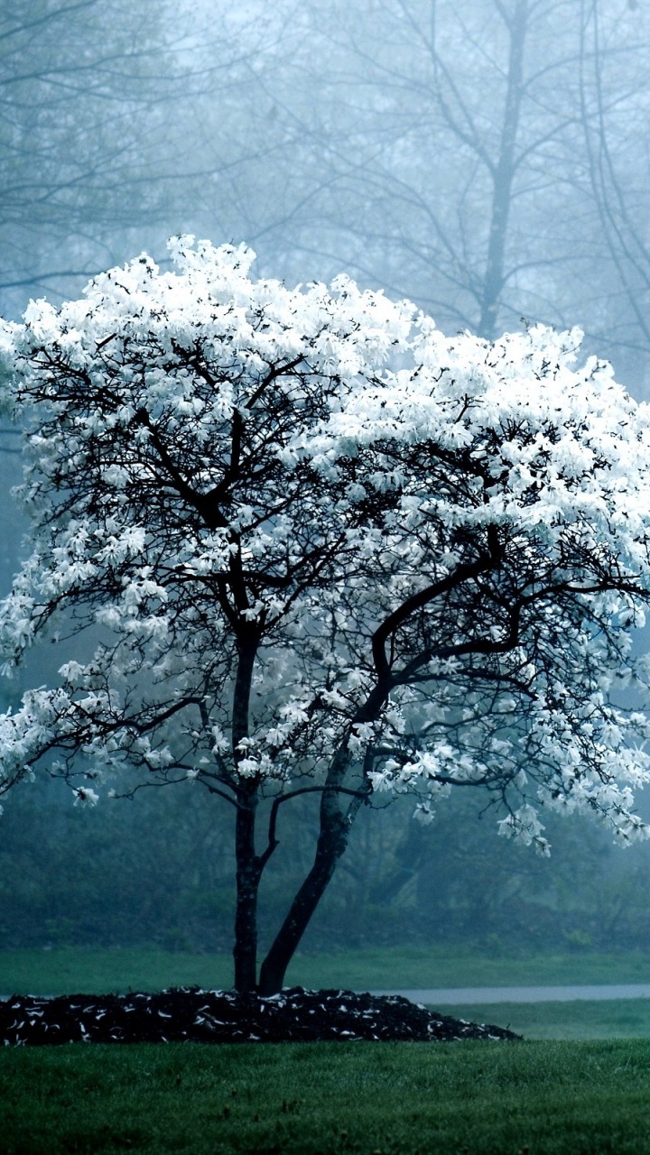 Weißer Blattbaum Auf Grüner Wiese Bei Nebligen Wetter. Wallpaper in 720x1280 Resolution