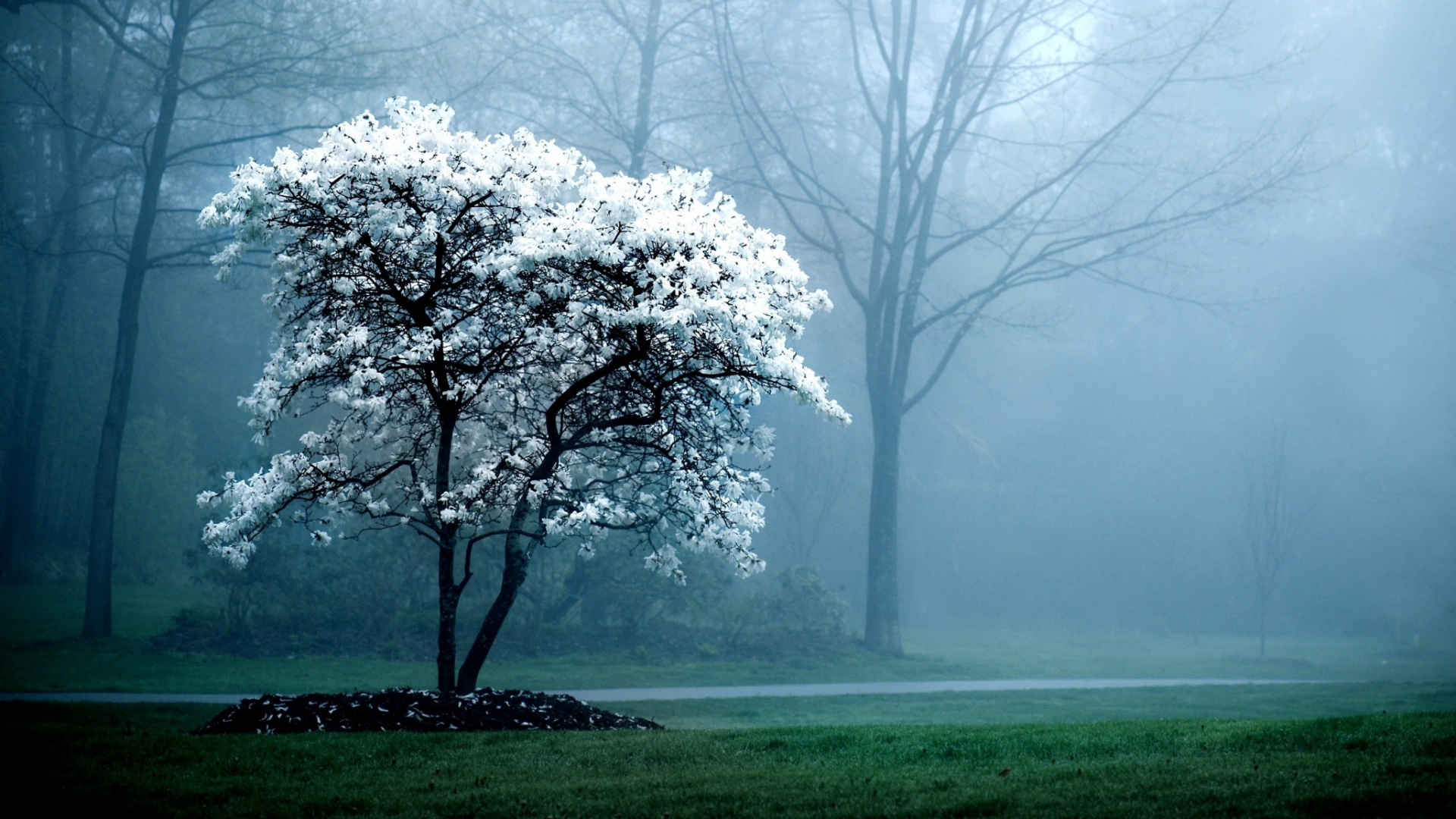 White Leaf Tree on Green Grass Field During Foggy Weather. Wallpaper in 1920x1080 Resolution