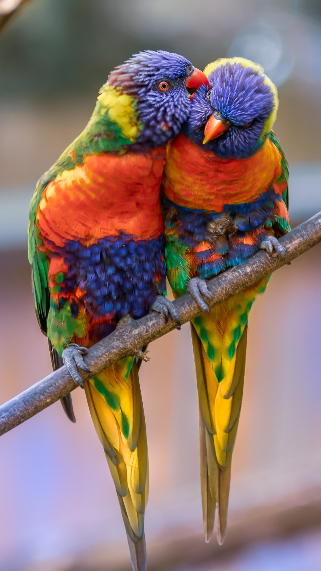 Green Yellow and Blue Bird on Brown Tree Branch. Wallpaper in 1080x1920 Resolution