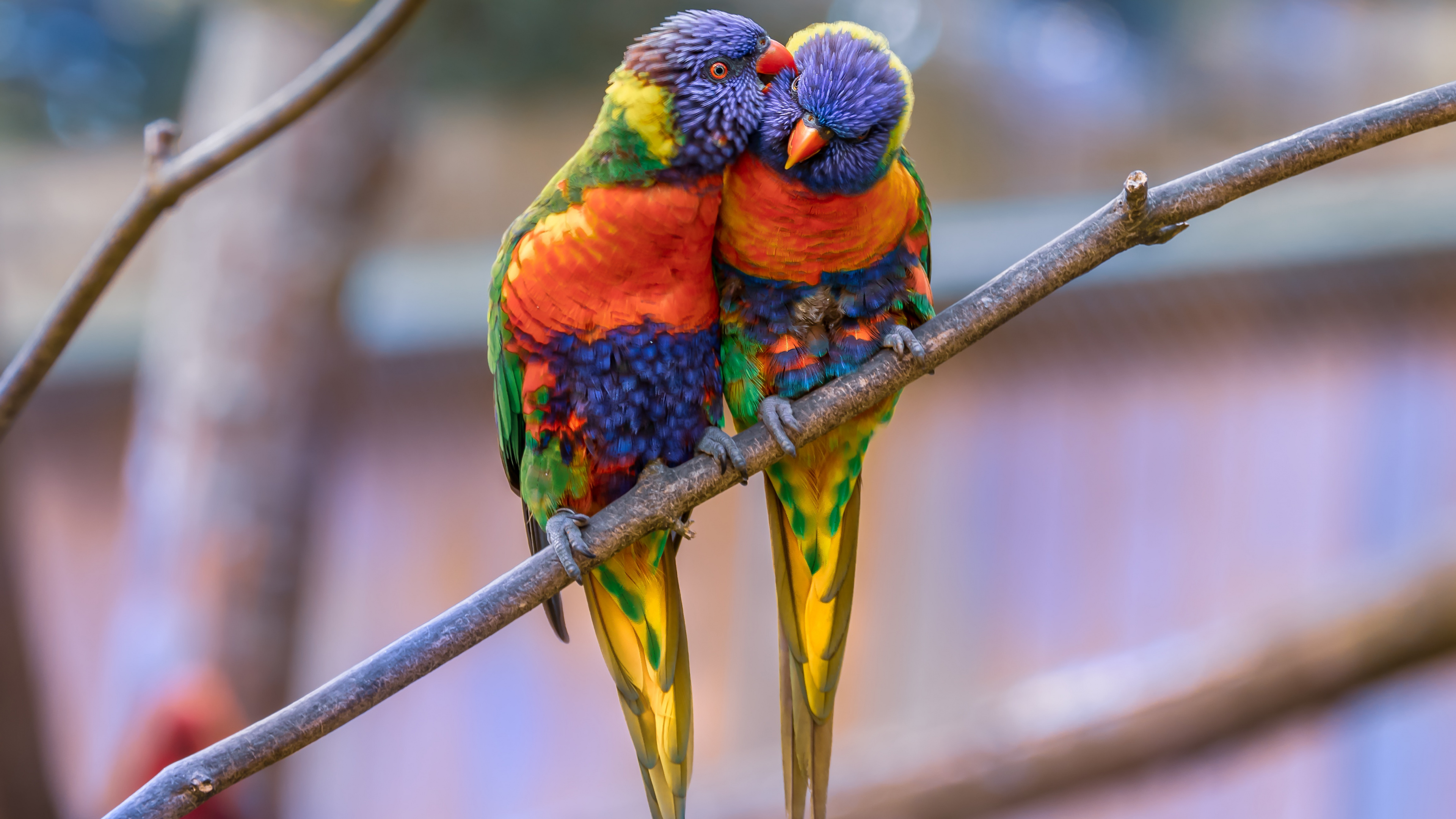 Green Yellow and Blue Bird on Brown Tree Branch. Wallpaper in 3840x2160 Resolution