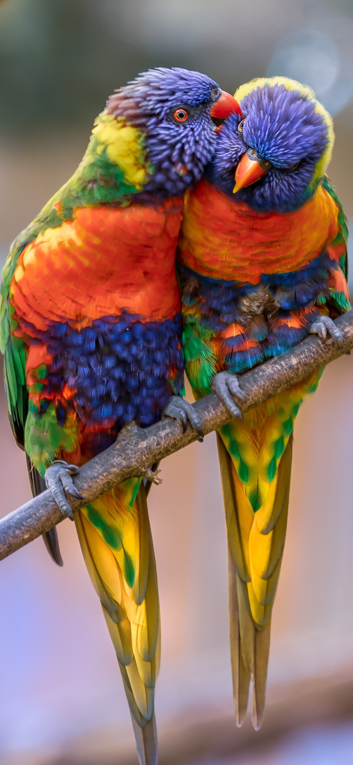 彩虹澳洲鹦鹉, 金刚鹦鹉, 鸟, 澳洲鹦鹉, 鹦鹉 壁纸 1125x2436 允许