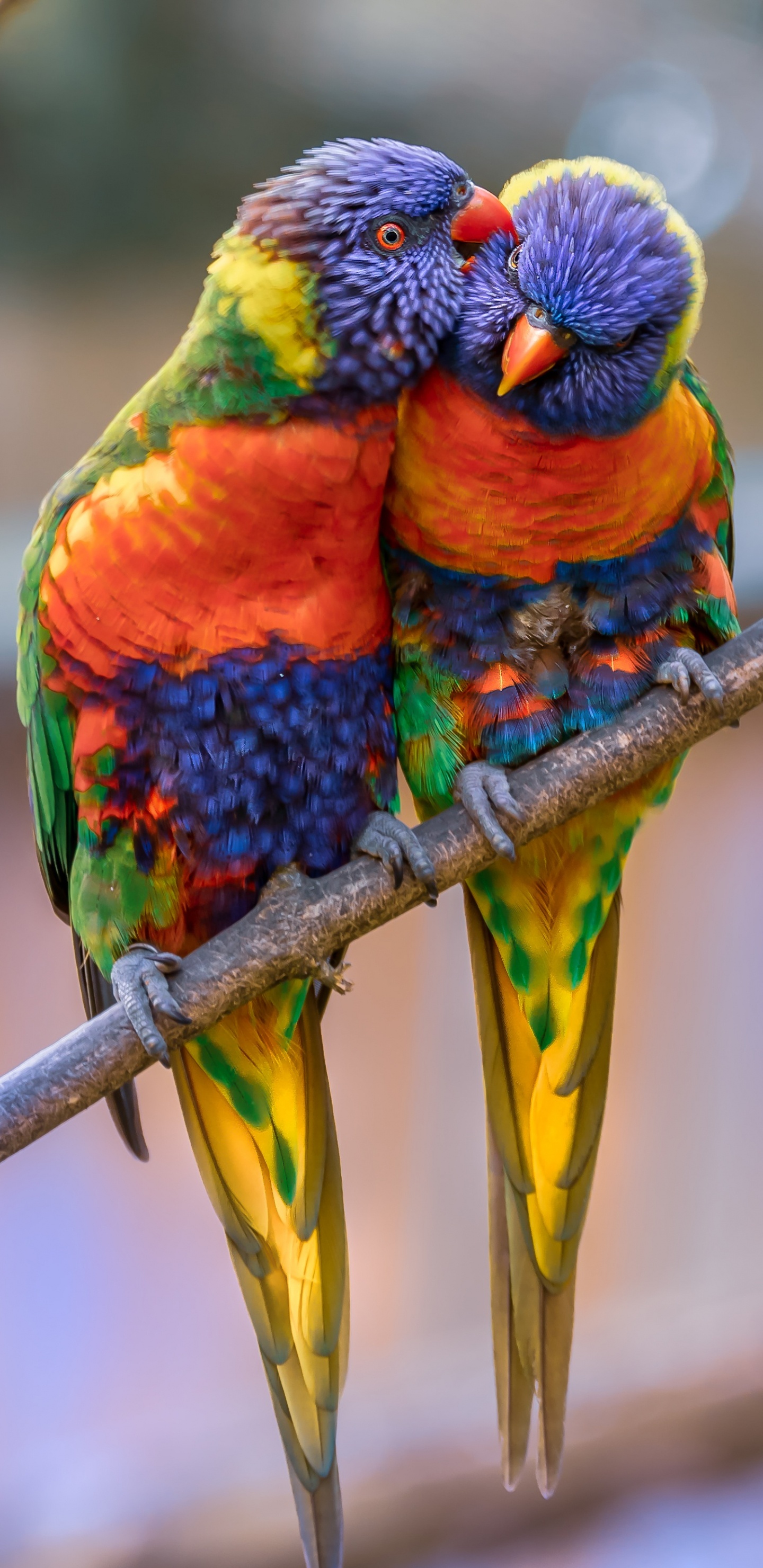 彩虹澳洲鹦鹉, 金刚鹦鹉, 鸟, 澳洲鹦鹉, 鹦鹉 壁纸 1440x2960 允许