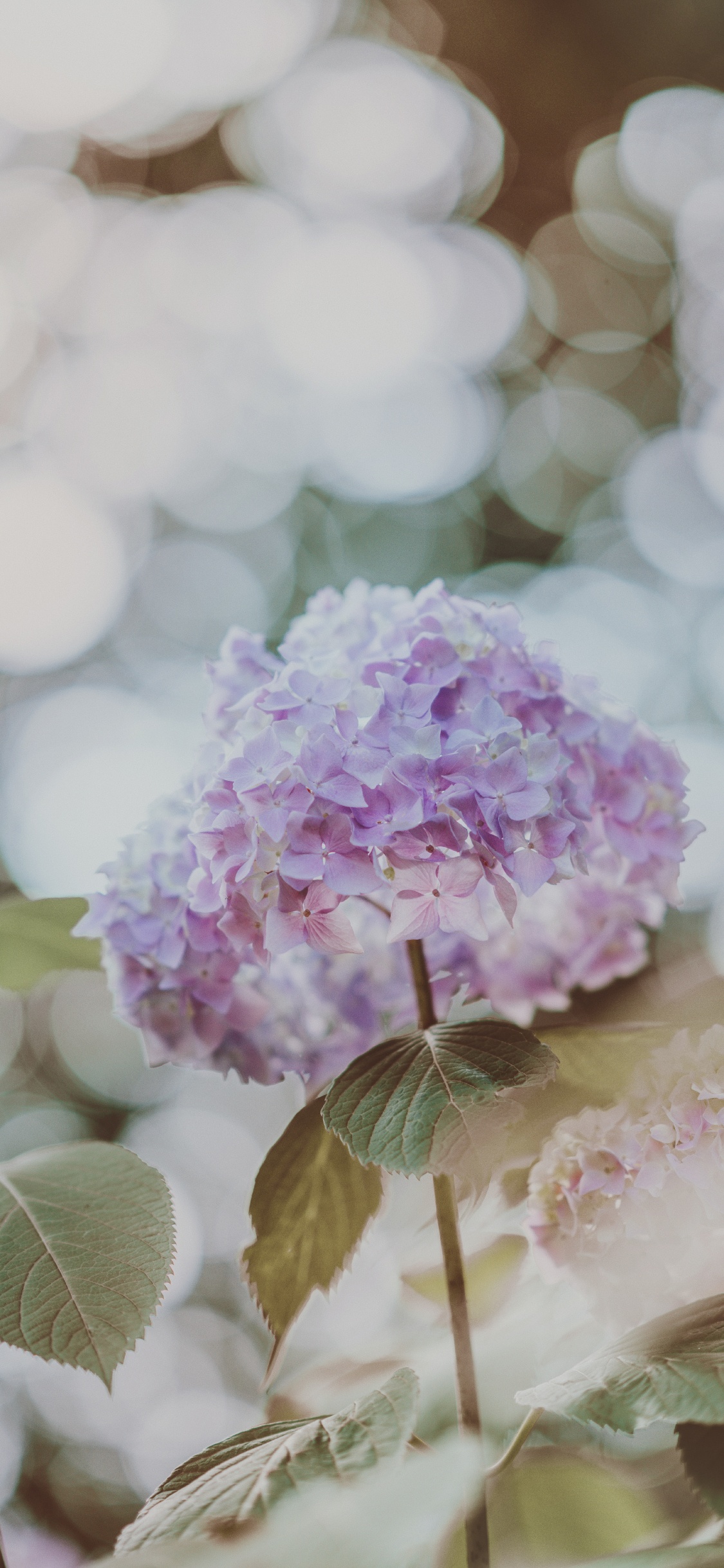 Pink and White Flower in Tilt Shift Lens. Wallpaper in 1125x2436 Resolution