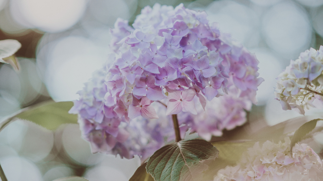 Pink and White Flower in Tilt Shift Lens. Wallpaper in 1280x720 Resolution