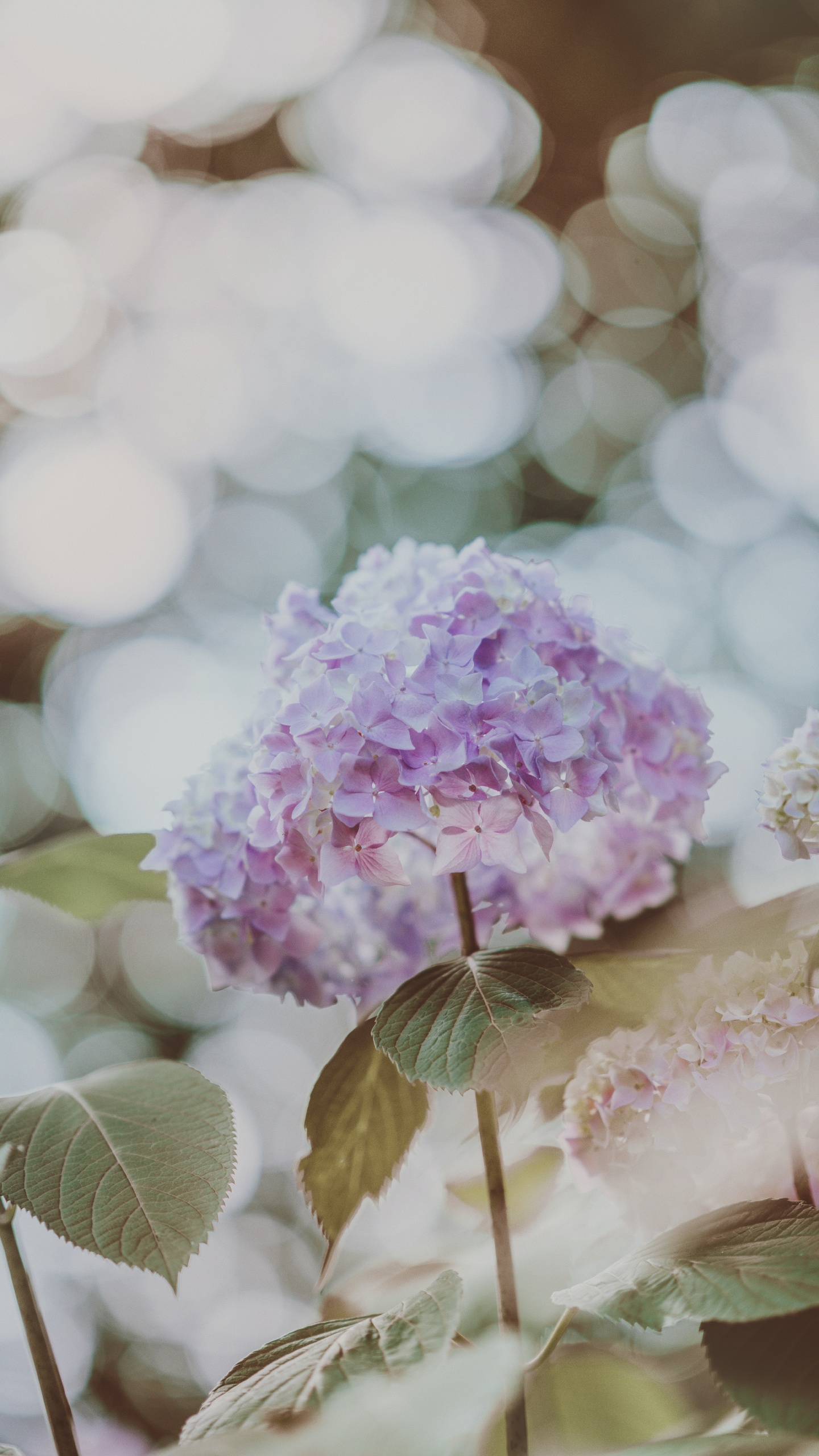 Flor Rosa y Blanca en Lente de Cambio de Inclinación. Wallpaper in 1440x2560 Resolution