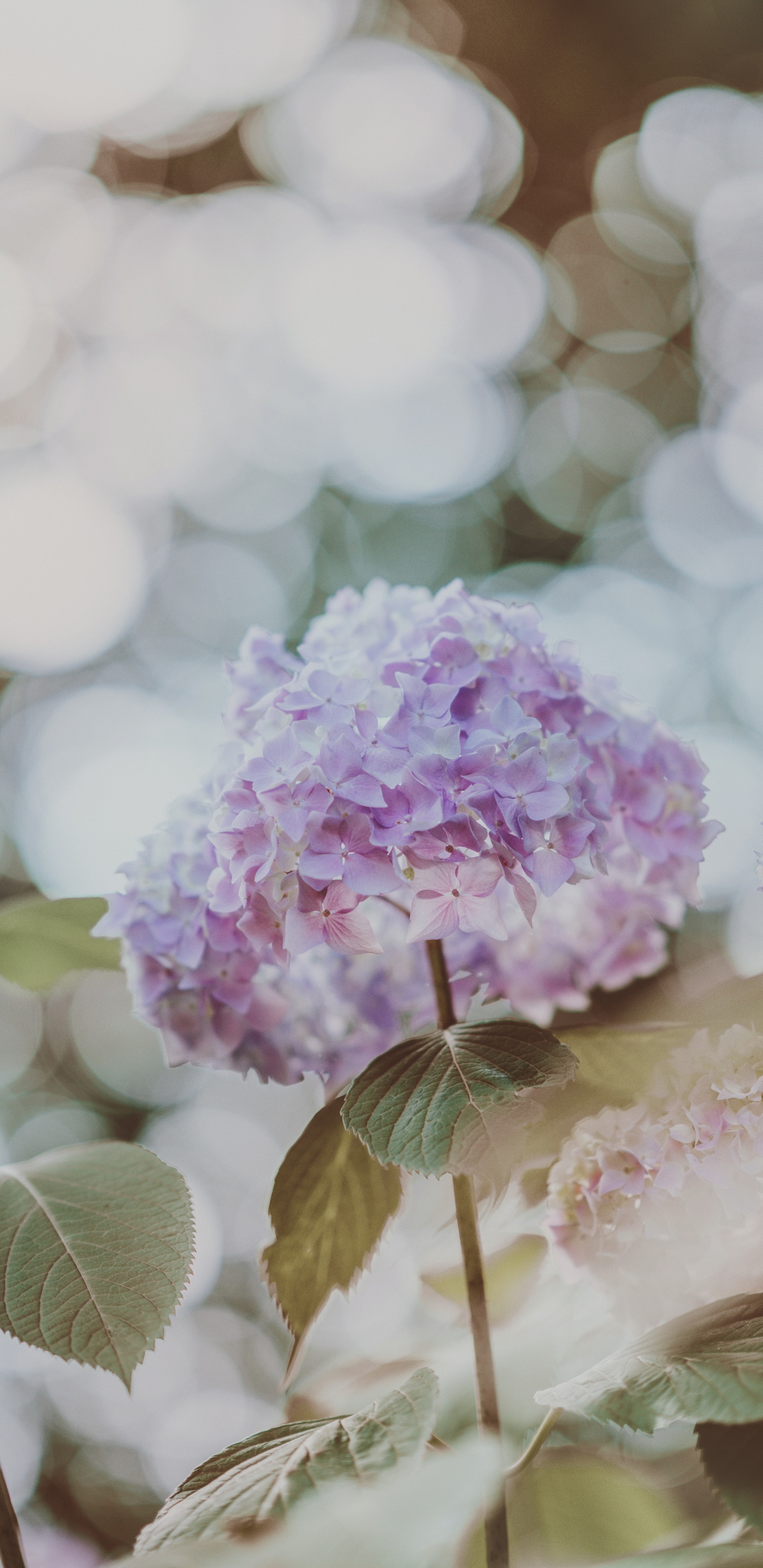 Flor Rosa y Blanca en Lente de Cambio de Inclinación. Wallpaper in 1440x2960 Resolution