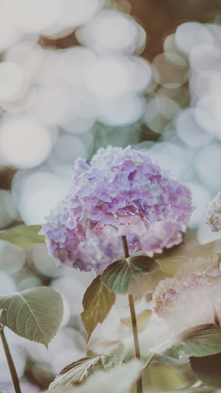 Flor Rosa y Blanca en Lente de Cambio de Inclinación. Wallpaper in 750x1334 Resolution