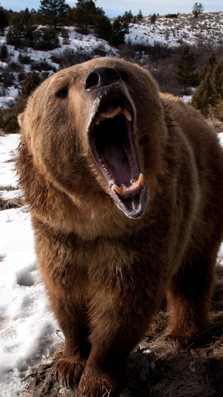 Ours Brun Sur un Sol Couvert de Neige Pendant la Journée. Wallpaper in 750x1334 Resolution