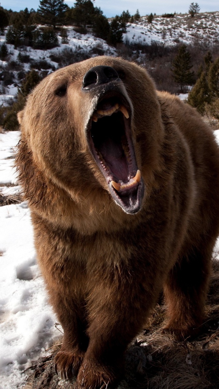 Brown Bear on Snow Covered Ground During Daytime. Wallpaper in 720x1280 Resolution