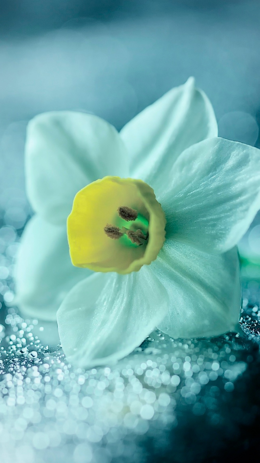 White Flower on Gray Surface. Wallpaper in 1080x1920 Resolution