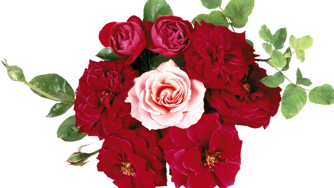 Roses Roses Avec Des Feuilles Vertes. Wallpaper in 1280x720 Resolution