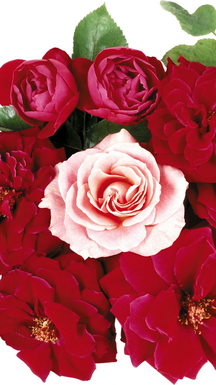 Roses Roses Avec Des Feuilles Vertes. Wallpaper in 720x1280 Resolution