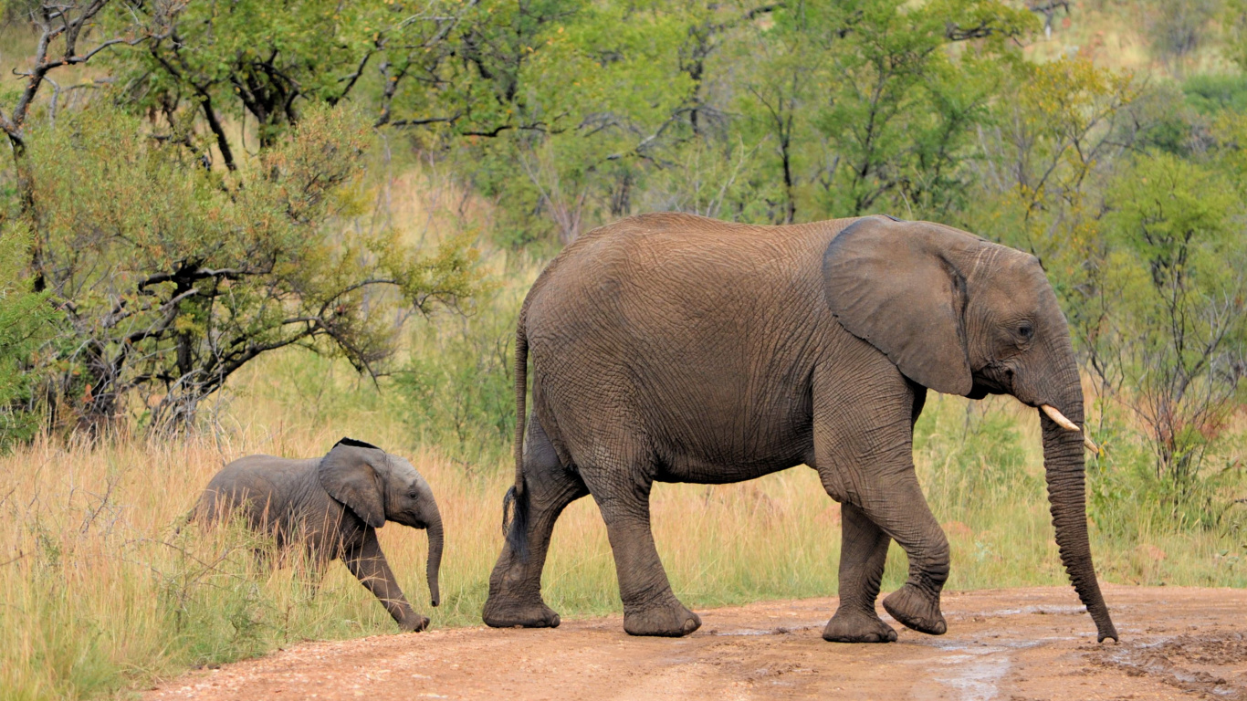 Elefante Caminando Por un Camino de Tierra Durante el Día. Wallpaper in 1366x768 Resolution