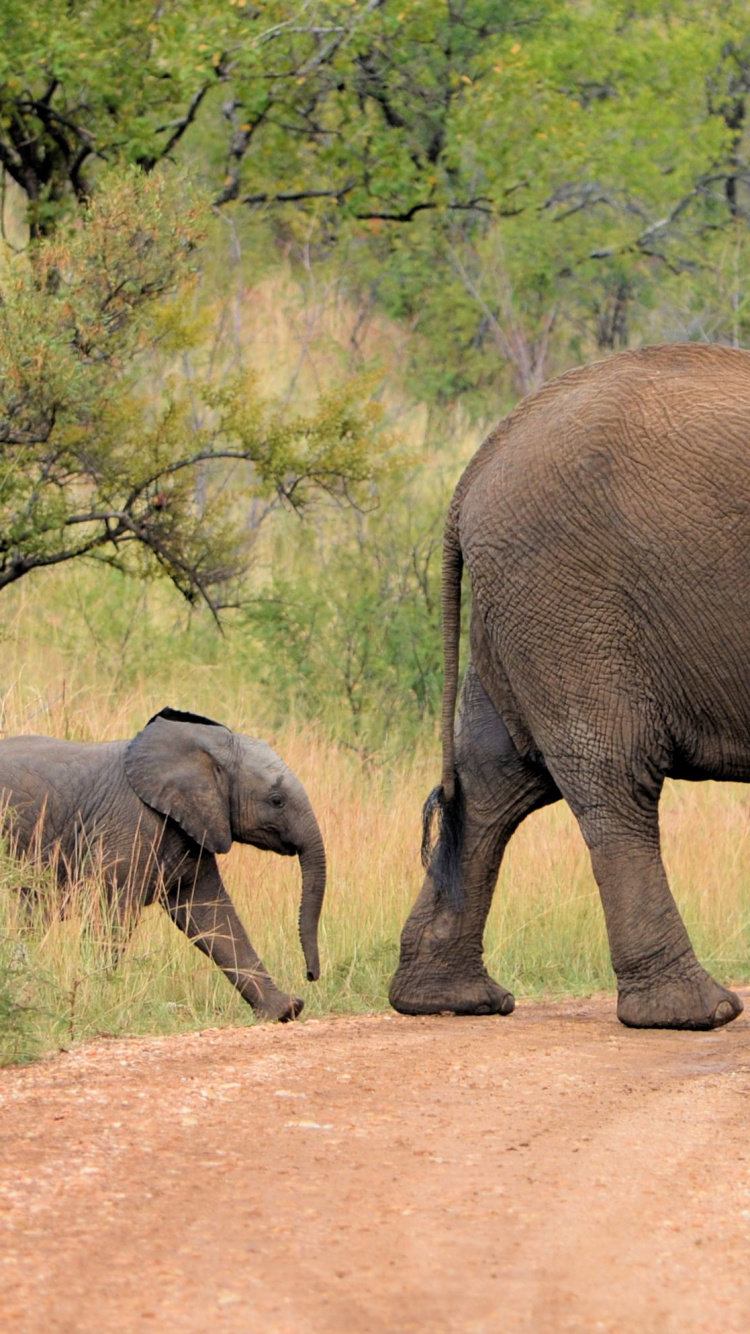 Elefant, Der Tagsüber Auf Unbefestigter Straße Läuft. Wallpaper in 750x1334 Resolution