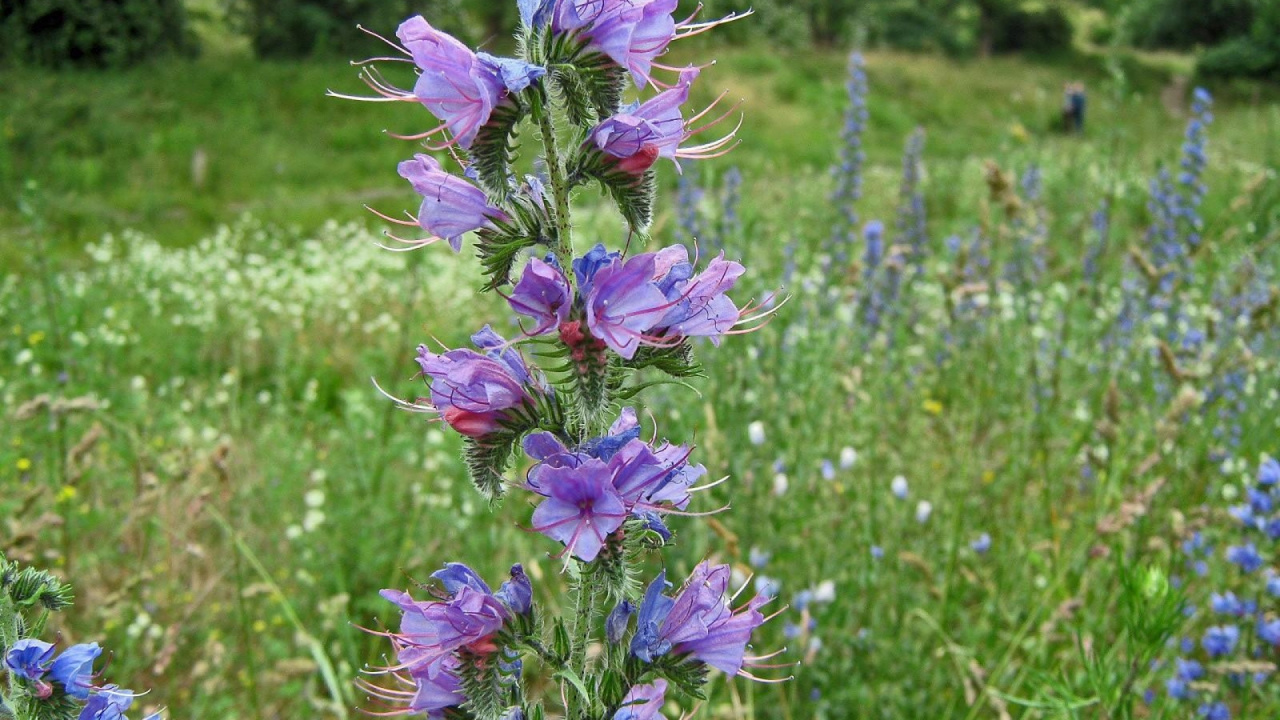 显花植物, 年度工厂, Subshrub, 桔梗家庭, 菌群 壁纸 1280x720 允许
