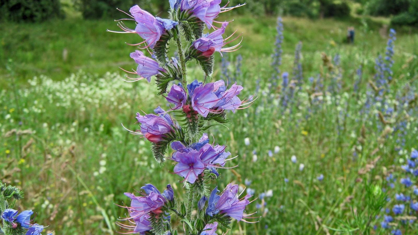 显花植物, 年度工厂, Subshrub, 桔梗家庭, 菌群 壁纸 1366x768 允许