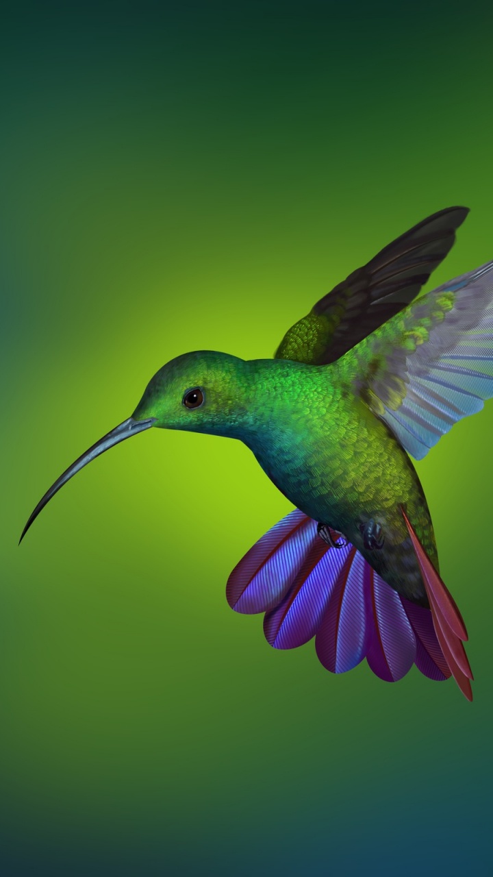Colibri Vert et Violet. Wallpaper in 720x1280 Resolution