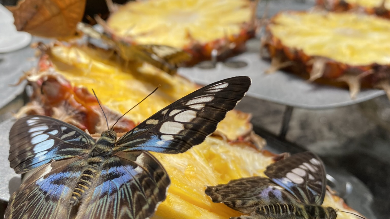 Dish, Yellow, Food, Wing, Insect. Wallpaper in 1280x720 Resolution