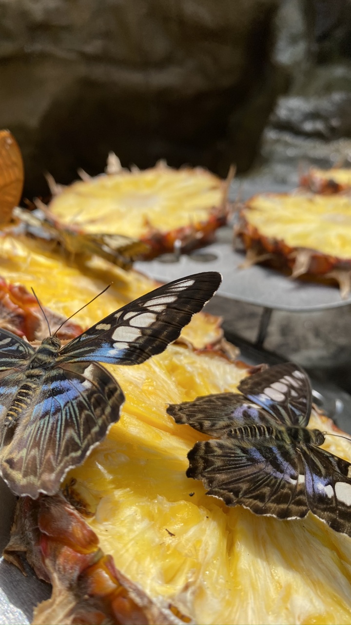 黄色的, 食品, 翼, 昆虫, 节肢动物 壁纸 720x1280 允许