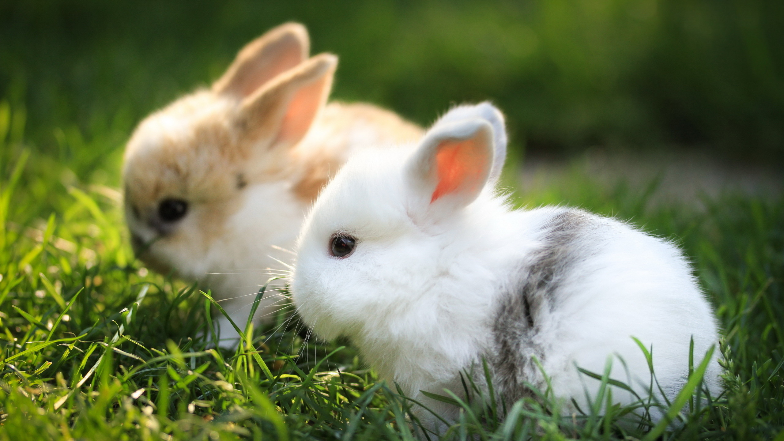 White and Brown Rabbit on Green Grass During Daytime. Wallpaper in 2560x1440 Resolution