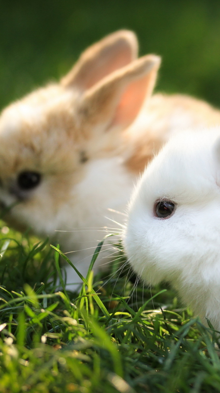 White and Brown Rabbit on Green Grass During Daytime. Wallpaper in 750x1334 Resolution