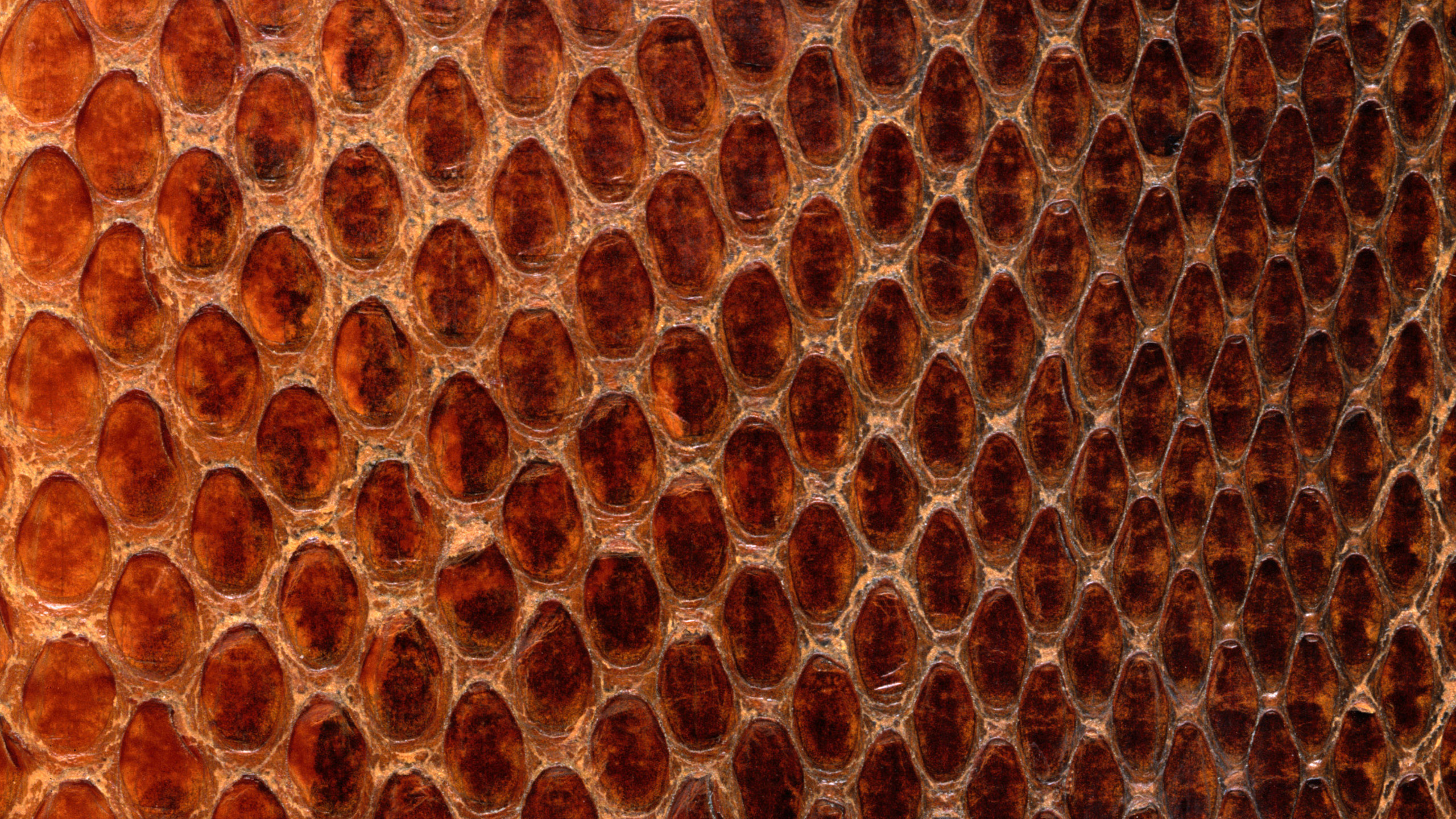 Schwarz-weißes Leoparden-Textil. Wallpaper in 2560x1440 Resolution