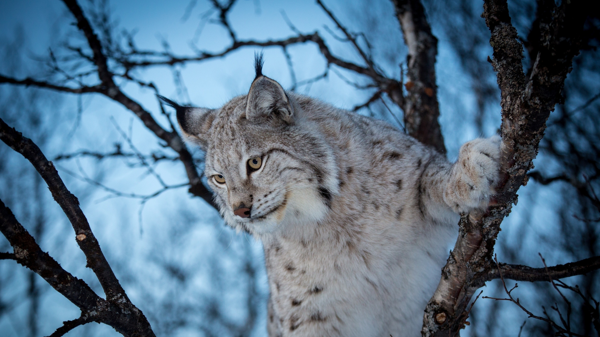 Brown and White Cat on Tree Branch. Wallpaper in 1920x1080 Resolution