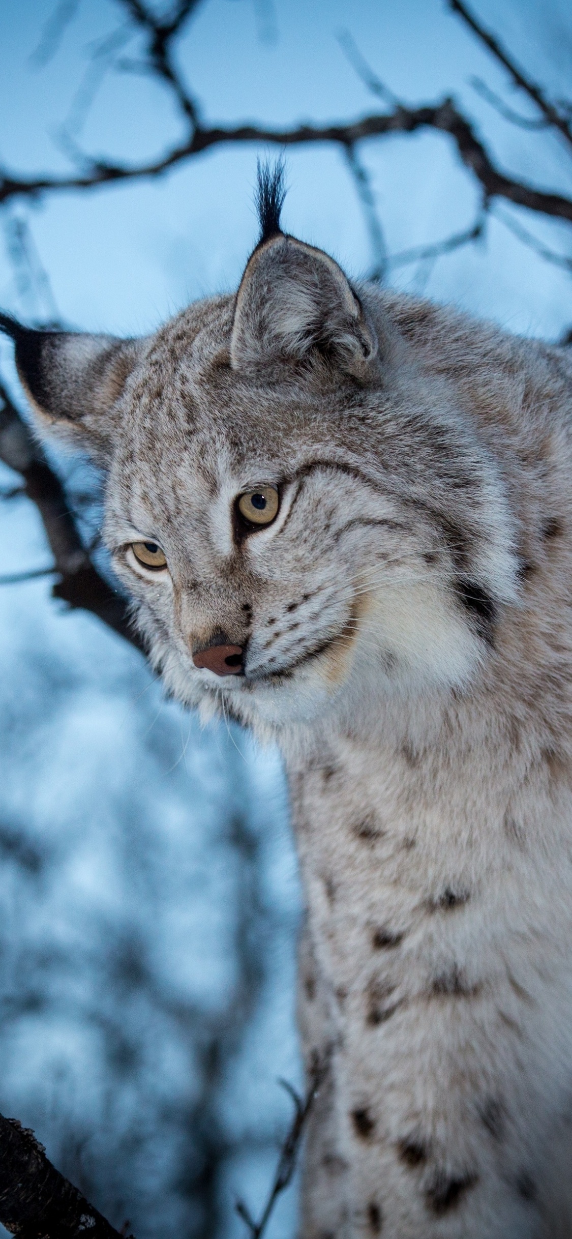Chat Brun et Blanc Sur Une Branche D'arbre. Wallpaper in 1125x2436 Resolution