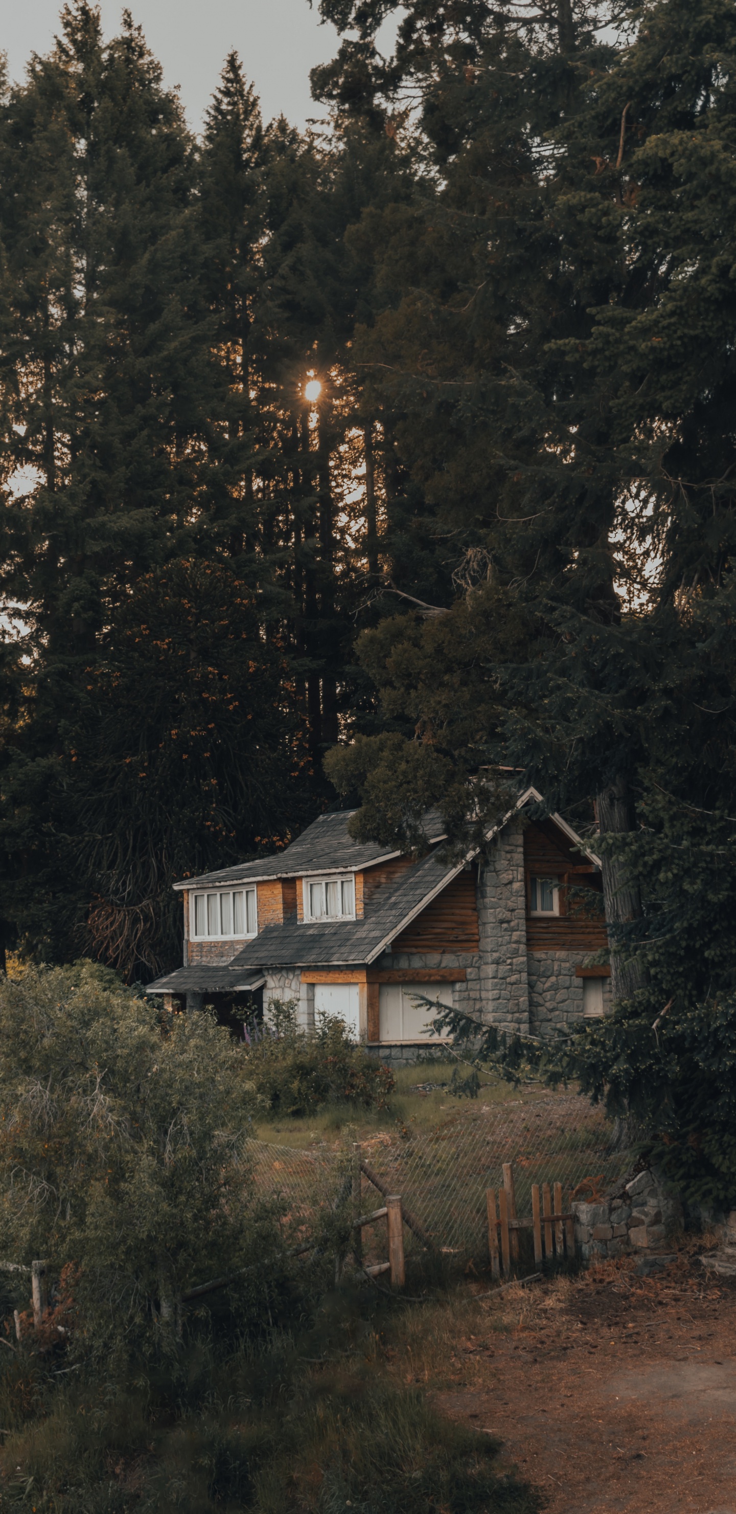 Wald, Haus, Startseite, Baum, Gebäude. Wallpaper in 1440x2960 Resolution