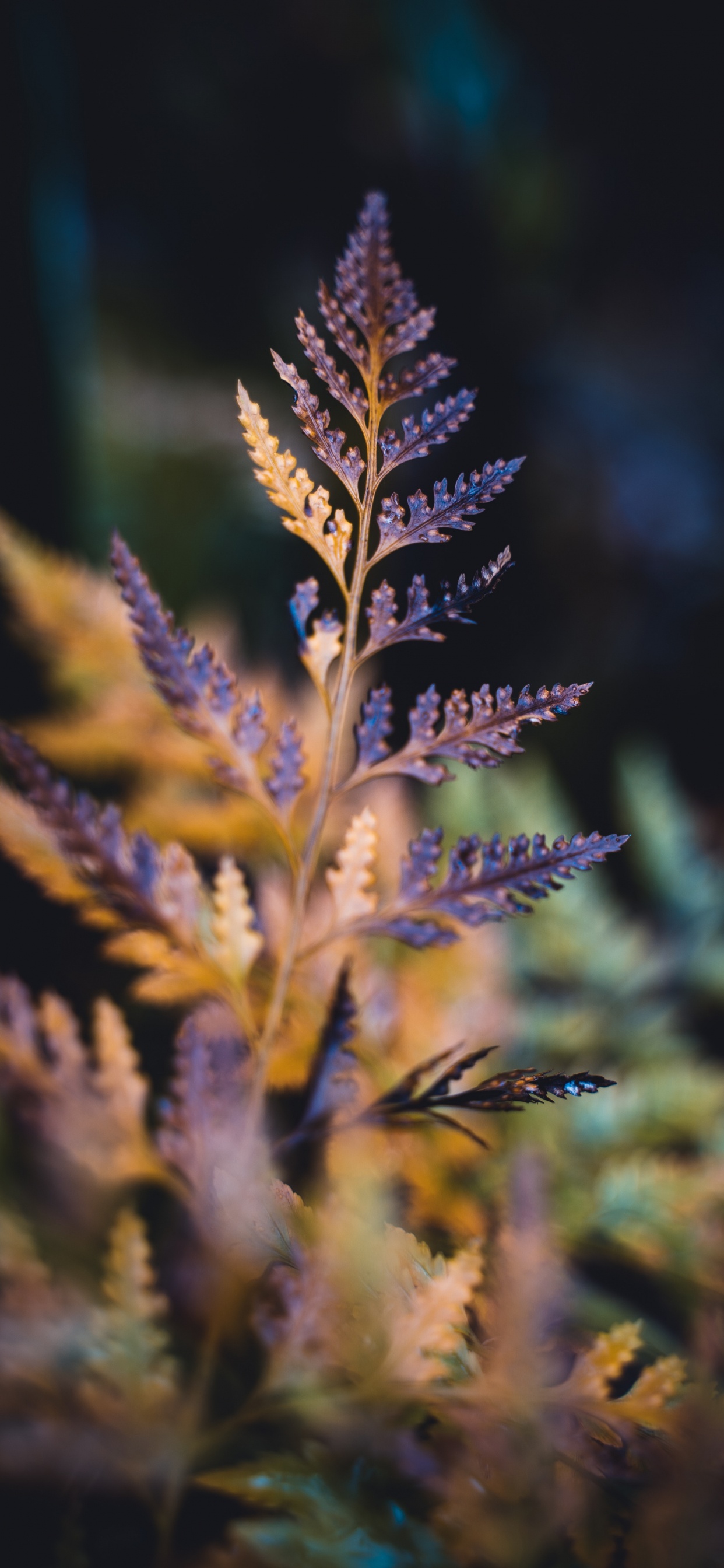 Feuille, Plante Succulente, Blue, Lavande, Botanique. Wallpaper in 1242x2688 Resolution