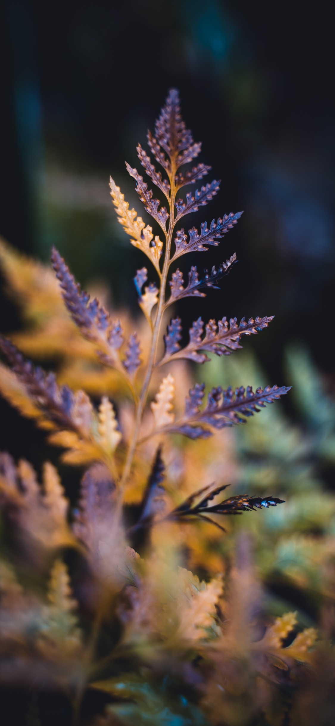 Leaf, Succulent Plant, Blue, Plant, Lavender. Wallpaper in 1125x2436 Resolution