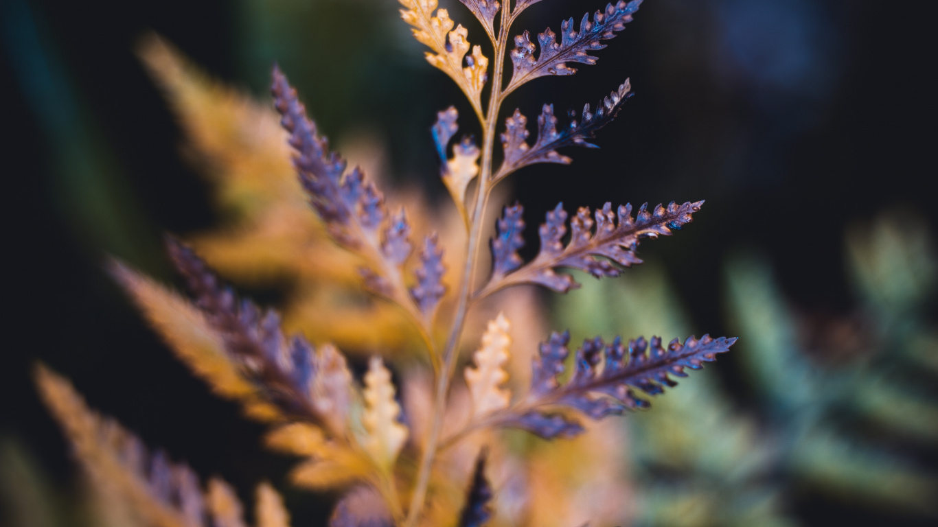 Leaf, Succulent Plant, Blue, Plant, Lavender. Wallpaper in 1366x768 Resolution