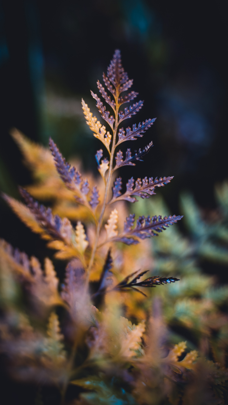 Leaf, Succulent Plant, Blue, Plant, Lavender. Wallpaper in 750x1334 Resolution