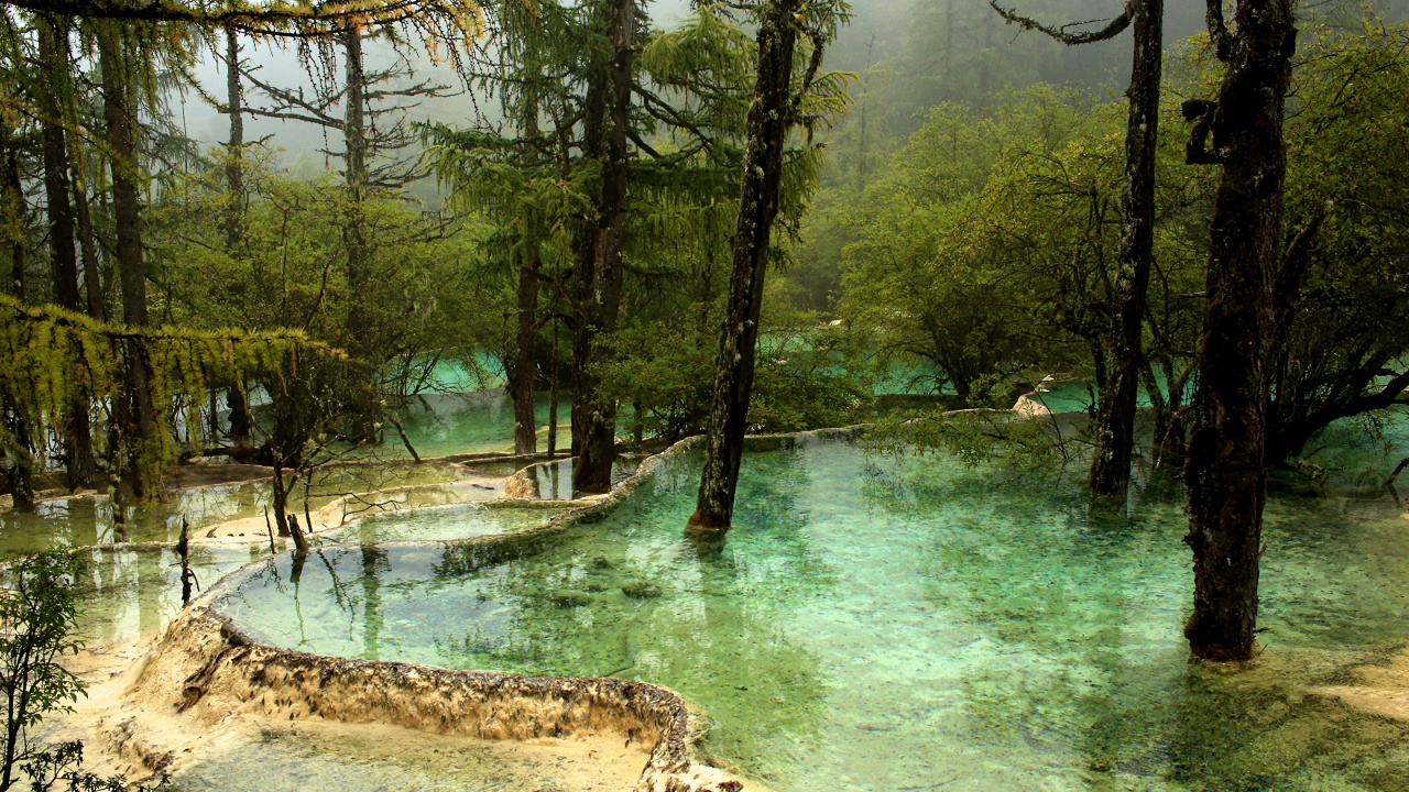Green Trees Beside River During Daytime. Wallpaper in 1280x720 Resolution