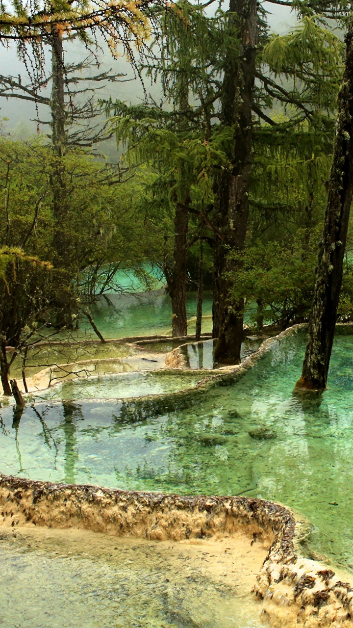 Green Trees Beside River During Daytime. Wallpaper in 720x1280 Resolution