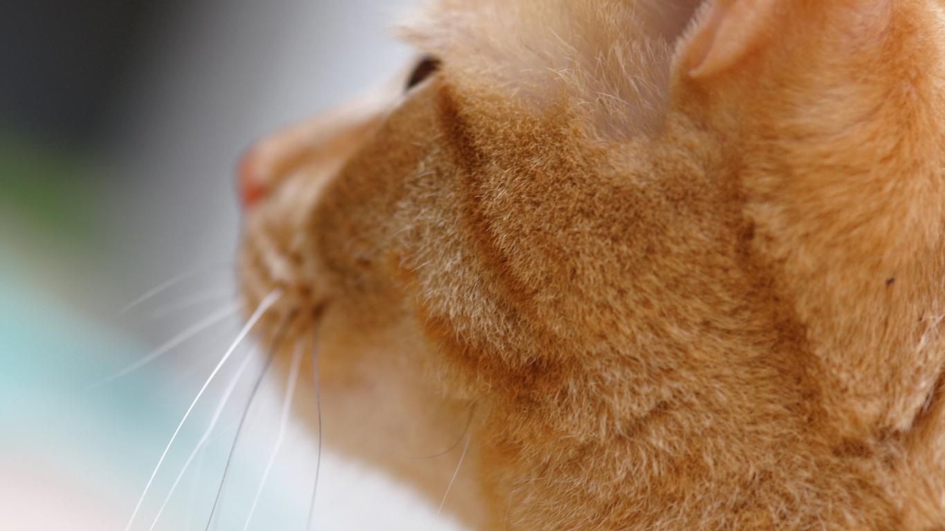 Orange Getigerte Katze Auf Weißem Textil. Wallpaper in 1366x768 Resolution