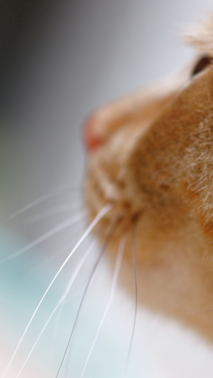 Orange Tabby Cat on White Textile. Wallpaper in 720x1280 Resolution