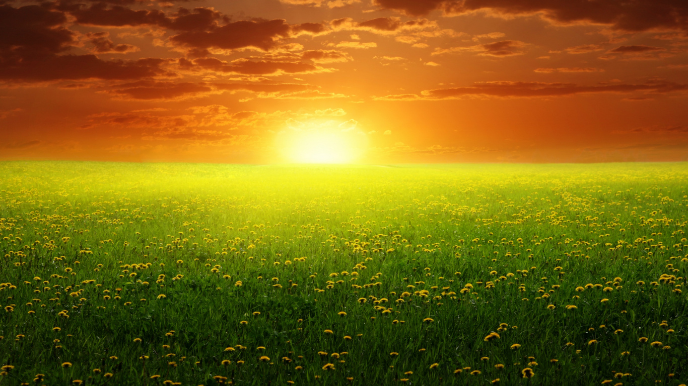 Green Grass Field During Sunset. Wallpaper in 1366x768 Resolution